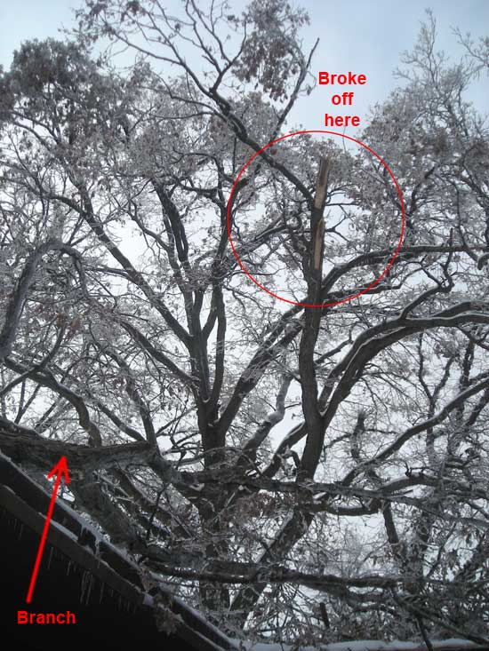 Broken Branch Location