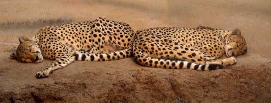 Cheetahs