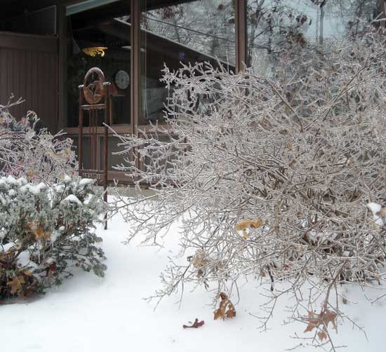 Icy Twigs Out Back