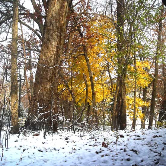 Maple In Snow